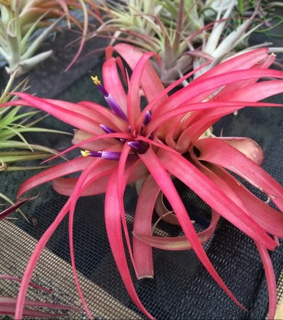 Air Plant Wholesale Mix Tillandsia Live Plant Easy Care for Terrariums 2-5 inches - Image 3