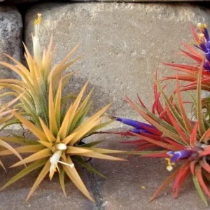 Air Plant Wholesale Mix Tillandsia Live Plant Easy Care for Terrariums 2-5 inches - Image 4