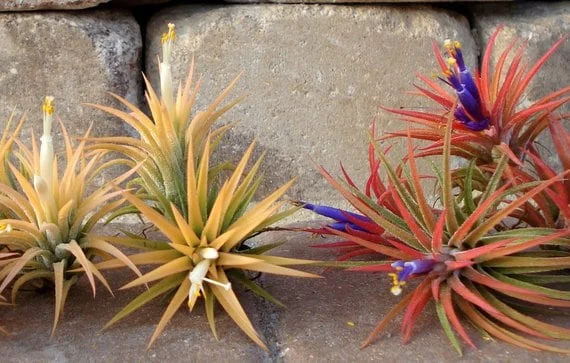 Air Plant Wholesale Mix Tillandsia Live Plant Easy Care for Terrariums 2-5 inches - Image 4