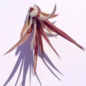 Air Plant Wholesale Mix Tillandsia Live Plant Easy Care for Terrariums 2-5 inches - Image 5