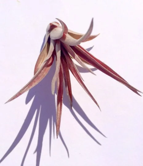 Air Plant Wholesale Mix Tillandsia Live Plant Easy Care for Terrariums 2-5 inches - Image 5