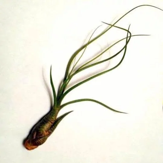 Air Plant Wholesale Mix Tillandsia Live Plant Easy Care for Terrariums 2-5 inches - Image 6