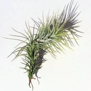 Air Plant Wholesale Mix Tillandsia Live Plant Easy Care for Terrariums 2-5 inches - Image 7
