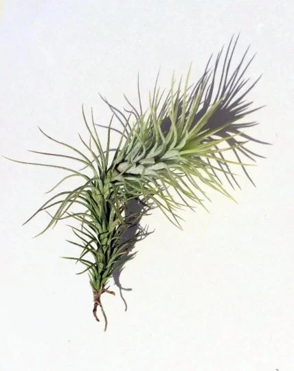 Air Plant Wholesale Mix Tillandsia Live Plant Easy Care for Terrariums 2-5 inches - Image 7