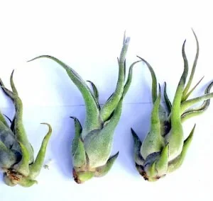 Air Plant Wholesale Mix Tillandsia Live Plant Easy Care for Terrariums 2-5 inches - Image 8