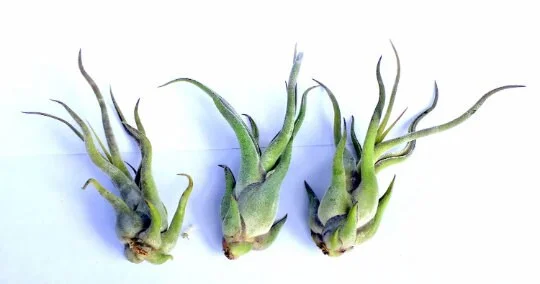 Air Plant Wholesale Mix Tillandsia Live Plant Easy Care for Terrariums 2-5 inches - Image 8