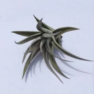 Air Plant Wholesale Mix Tillandsia Live Plant Easy Care for Terrariums 2-5 inches - Image 9