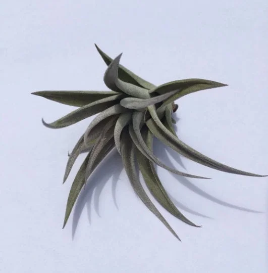 Air Plant Wholesale Mix Tillandsia Live Plant Easy Care for Terrariums 2-5 inches - Image 9