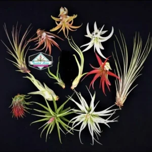 Air Plant Wholesale Mix Tillandsia Live Plants for Terrariums & Favors 2-5 inches - Image 1