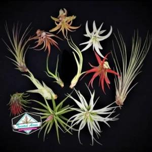 Air Plant Wholesale Mix Tillandsia Live Plants for Terrariums & Favors 2-5 inches - Image 2