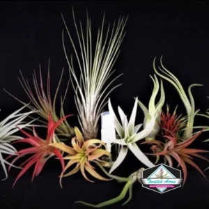 Air Plant Wholesale Mix Tillandsia Live Plants for Terrariums & Favors 2-5 inches - Image 3