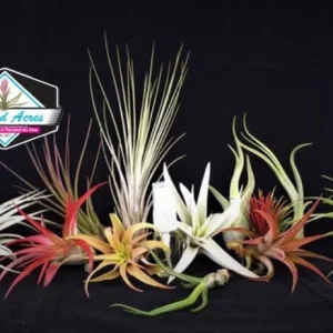 Air Plant Wholesale Mix Tillandsia Live Plants for Terrariums & Favors 2-5 inches - Image 4