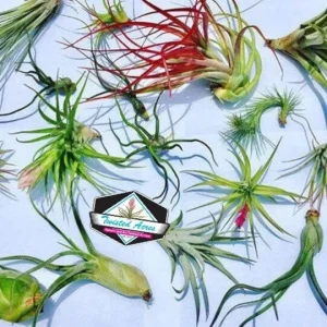 Air Plant Wholesale Mix Tillandsia Live Plants for Terrariums & Favors 2-5 inches - Image 5