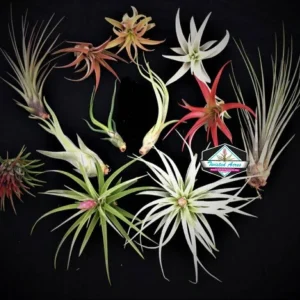 Air Plant Wholesale Mix Tillandsia Live Plants for Terrariums & Favors 2-5 inches - Image 6