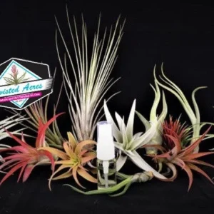Air Plant Wholesale Mix Tillandsia Live Plants for Terrariums & Favors 2-5 inches - Image 7