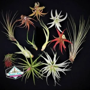 Air Plant Wholesale Mix Tillandsia Live Plants for Terrariums & Favors 2-5 inches - Image 8