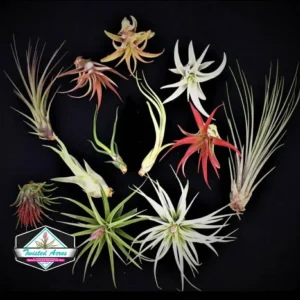 Air Plant Wholesale Mix Tillandsia Live Plants for Terrariums & Favors 2-5 inches - Image 9