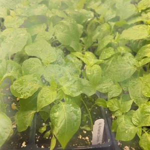 Aji Chinchi Amarillo Peruvian Hot Pepper Live Plants - 3 Pack, 75+ Days Old, Fruity & Medium-Hot - Image 2