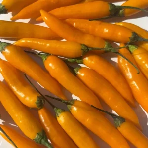 Aji Chinchi Amarillo Peruvian Hot Pepper Live Plants - 3 Pack, 75+ Days Old, Fruity & Medium-Hot - Image 3
