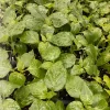 Aji Chinchi Amarillo Peruvian Hot Pepper Live Plants - 3 Pack, 75+ Days Old, Fruity & Medium-Hot - Image 1