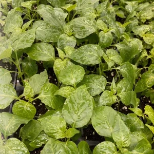 Aji Chinchi Amarillo Peruvian Hot Pepper Live Plants - 3 Pack, 75+ Days Old, Fruity & Medium-Hot - Image 1