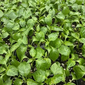 Aji Mango Live Plant - 3 Pack Medium Hot Tropical Pepper, 75+ Days Old - Image 2