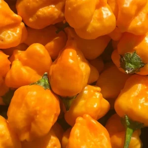 Aji Mango Live Plant - 3 Pack Medium Hot Tropical Pepper, 75+ Days Old - Image 3