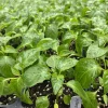 Aji Mango Live Plant - 3 Pack Medium Hot Tropical Pepper, 75+ Days Old - Image 1