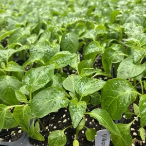 Aji Mango Live Plant - 3 Pack Medium Hot Tropical Pepper, 75+ Days Old - Image 1