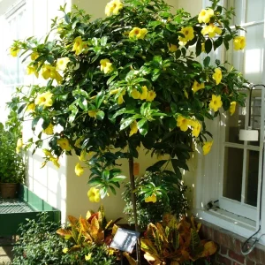 Allamanda Golden Butterfly Live Plant - Yellow Trumpet Vine, 2 Pack, 5-9