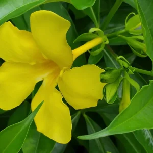 Allamanda Golden Butterfly Live Plant - Yellow Trumpet Vine, 2 Pack, 5-9