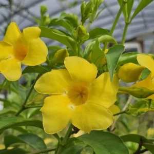 Allamanda Golden Butterfly Live Plant - Yellow Trumpet Vine, 2 Pack, 5-9
