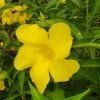 Allamanda Golden Butterfly Live Plant - Yellow Trumpet Vine, 2 Pack, 5-9" Tall, Outdoor - Image 1