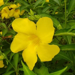 Allamanda Golden Butterfly Live Plant - Yellow Trumpet Vine, 2 Pack, 5-9