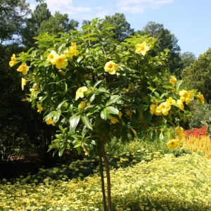 Allamanda Golden Butterfly Live Plant - Yellow Trumpet Vine, 2 Pack, 5-9