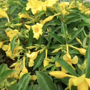 Allamanda Golden Butterfly Live Plant - Yellow Trumpet Vine, 2 Pack, 5-9