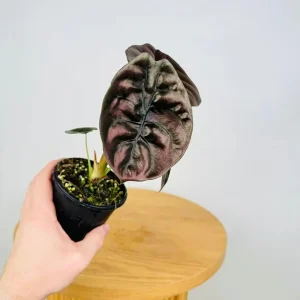 Alocasia Cuprea 'Red Secret' Live Plant 5-9
