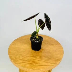 Alocasia Cuprea 'Red Secret' Live Plant 5-9