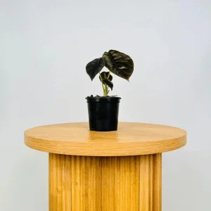 Alocasia Cuprea 'Red Secret' Live Plant 5-9