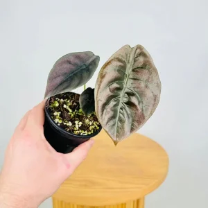Alocasia Cuprea 'Red Secret' Live Plant 5-9