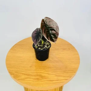 Alocasia Cuprea 'Red Secret' Live Plant 5-9