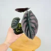Alocasia Cuprea 'Red Secret' Live Plant 5-9" Tall - Metallic Copper Foliage Indoor Terrarium Jewel Alocasia - Image 1