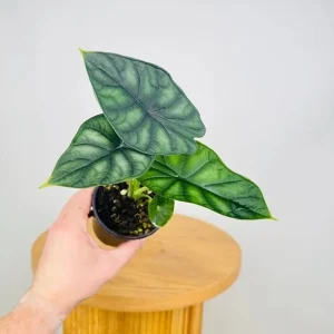 Alocasia Dragon Scale Live Plant - Jewel Alocasia Baginda - 5-9