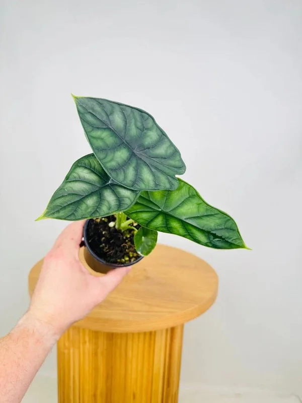 Alocasia Dragon Scale Live Plant - Jewel Alocasia Baginda - 5-9" Tall Indoor Plant - Image 2