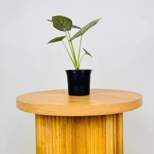Alocasia Dragon Scale Live Plant - Jewel Alocasia Baginda - 5-9