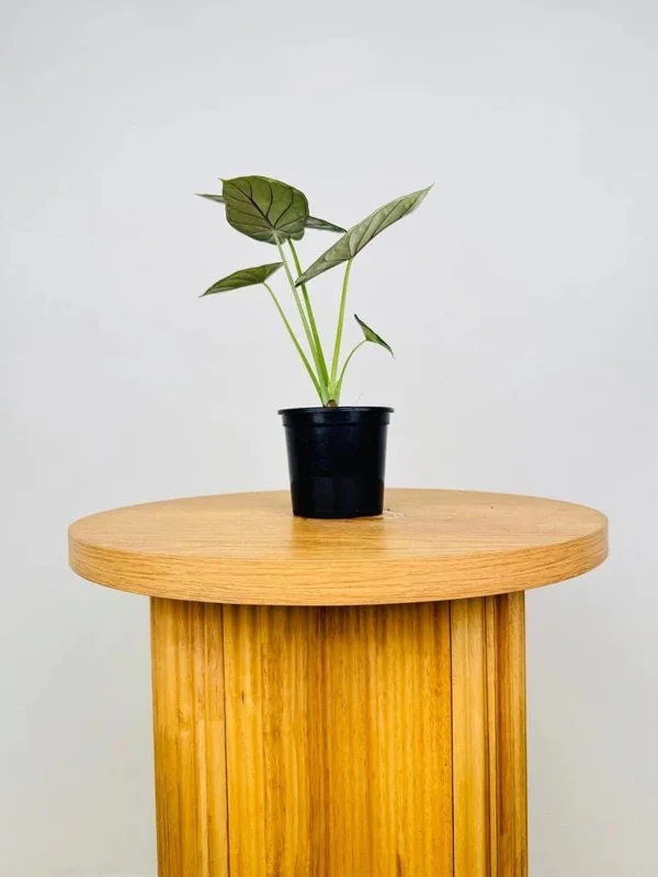 Alocasia Dragon Scale Live Plant - Jewel Alocasia Baginda - 5-9" Tall Indoor Plant - Image 3