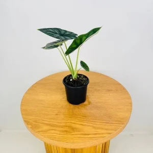 Alocasia Dragon Scale Live Plant - Jewel Alocasia Baginda - 5-9
