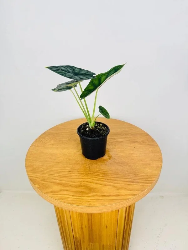 Alocasia Dragon Scale Live Plant - Jewel Alocasia Baginda - 5-9" Tall Indoor Plant - Image 4