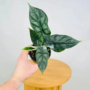 Alocasia Dragon Scale Live Plant - Jewel Alocasia Baginda - 5-9