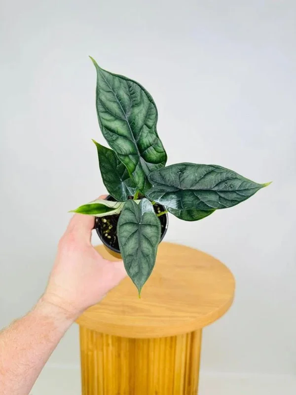 Alocasia Dragon Scale Live Plant - Jewel Alocasia Baginda - 5-9" Tall Indoor Plant - Image 5